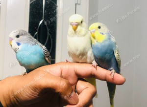 Beautiful Baby Budgies for sale.
