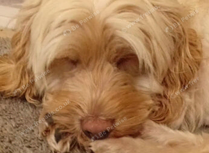 Cockapoo female