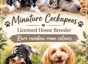 F1 rare rainbow roan cockapoos