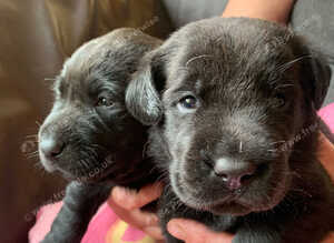 Kc registered black Labradors