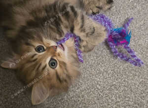 Brown male persian kitten