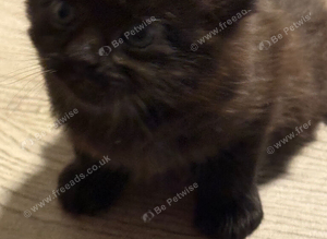 Beautiful Kitten
