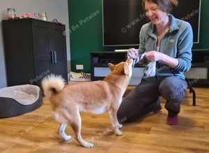 Dog Training Classes in Tamworth - Train With Chelsie