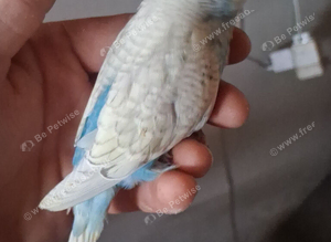 WANTED BIRDS