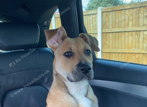 BLACK MOUTH CUR