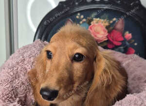 KC registered miniature dachshund