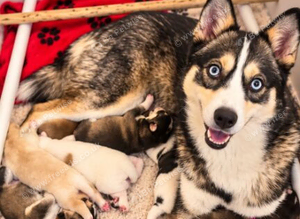 Pomsky Litter F3