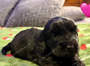 F2 Cockapoo Puppies.