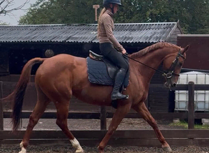 Diamond Fallon - Quality ISH Mare