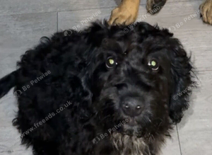 Beautiful soft cockapoo