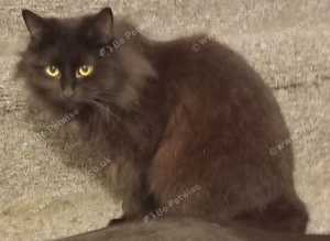Maine Coon X