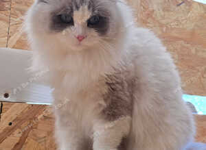 Two Beautiful TICA Ragdoll Girls - Mother & Daughter