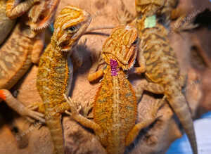 16 baby beardied dragons ready for forever homes