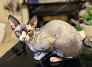 Sphynx proven stud only not sale