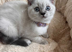 Pedigree Gccf British shorthair