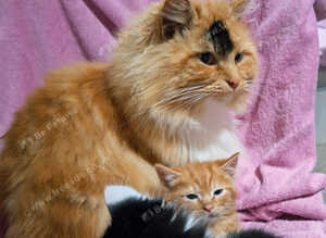 Kittens