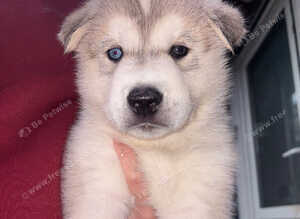 Siberian husky/Malamute puppies