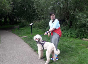 Standard Poodle Stud