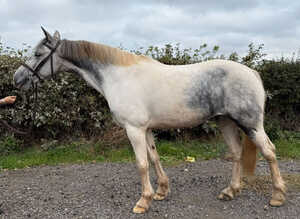 15hh 6yo Irish Mare