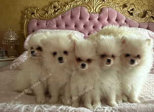 Beautiful white Pomeranian puppies