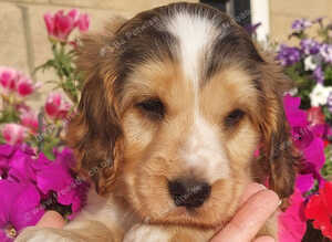 Show Type Cocker Spaniel Hereditary Clear - Ready Now