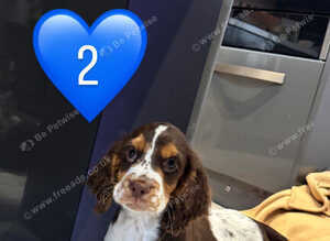 Cocker spaniel puppies