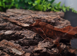 Cappuccino Crested Gecko's