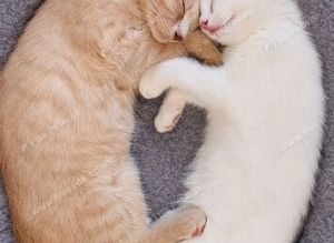 Pure White Girl and Apricot/Cinnamon Boy