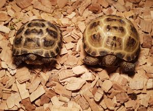 Baby horsfield tortoise with full set up easy care