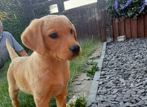 Beautiful KC registered labrador puppies