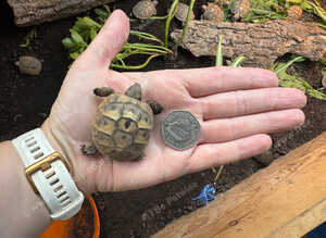 Hermann tortoise hatchlings, 2026, for sale