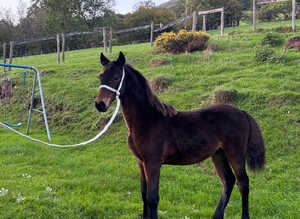 Upstanding colt