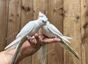 Baby cocktails