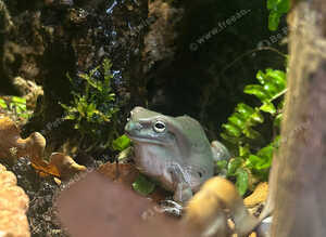 white tree frog whole set up sold with