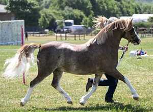 Top class Welsh A colt &pound;1700 if sold September