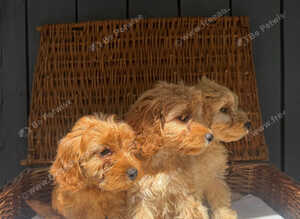 fully DNA health tested cockapoo puppies
