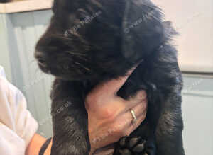 RKC BLACK FLAT COATED RETRIEVERS