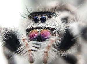 White bahama Jumping Spider phidippus regius
