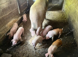 British Saddleback &times; Welsh Piglets &ndash; &pound;45 Each