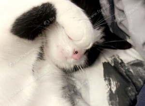 MISSING CAT