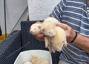 Greyhound ferrets