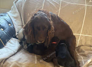 Cocker spaniel Cross show type cocker Spaniel puppies
