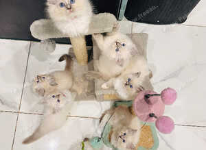 GCCF Registered Ragdoll Kittens