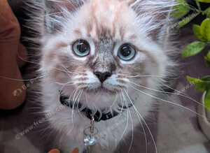 Gorgeous Siberian kittens