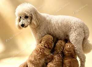 Beautiful Poochon puppies