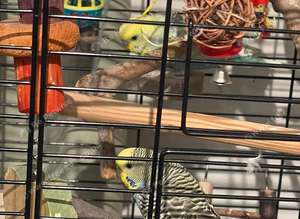 2 beautiful baby budgies