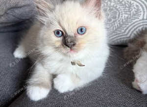 Pure Ragdolls