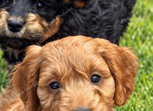 Health check Cockapoo Puppy DNA clear