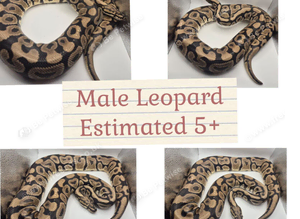 A selection of available rescue snakes