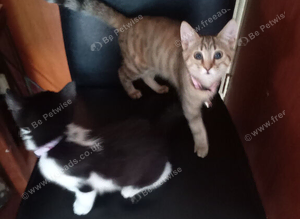 2 kittens